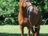 stallion HET Geronimo (German Riding Pony, 2006, from Gandalf)