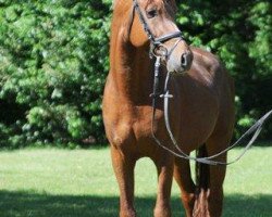 stallion HET Geronimo (German Riding Pony, 2006, from Gandalf)