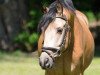 jumper Hesselteichs La Paz (German Riding Pony, 2008, from Lucky One)