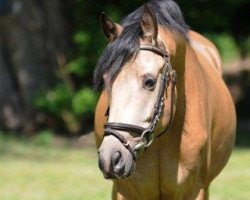 Springpferd Hesselteichs La Paz (Deutsches Reitpony, 2008, von Lucky One)