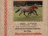 broodmare Virginia (German Riding Pony, 1988, from Valiant Starlight)