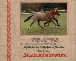 Zuchtstute Virginia (Deutsches Reitpony, 1988, von Valiant Starlight)