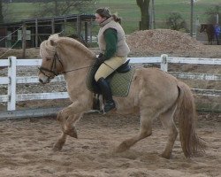 broodmare Marlen (Fjord Horse, 1999, from Plutonikk)