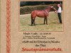 broodmare Magic Lady (German Riding Pony, 1995, from Sunrise Moonlight)