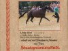 Zuchtstute Little Star (Deutsches Reitpony, 1996, von Lucky Strike)