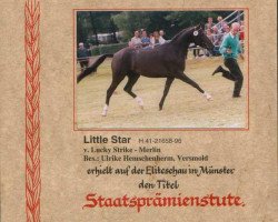 Zuchtstute Little Star (Deutsches Reitpony, 1996, von Lucky Strike)