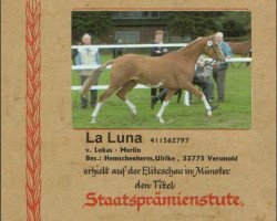 jumper La Luna (German Riding Pony, 1997, from Lukas)