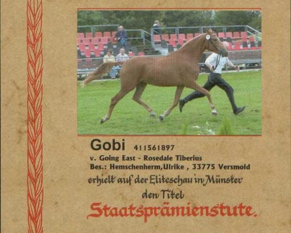 Zuchtstute Gobi (Deutsches Reitpony, 1997, von Going East)