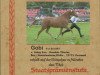 Zuchtstute Gobi (Deutsches Reitpony, 1997, von Going East)