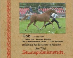 broodmare Gobi (German Riding Pony, 1997, from Going East)