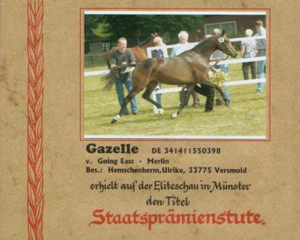 broodmare Gazelle (German Riding Pony, 1998, from Going East)