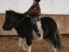 horse Holsteins Hektor (Dt.Part-bred Shetland pony, 2010, from Holsteins Häuptling)