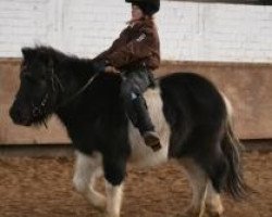 horse Holsteins Hektor (Dt.Part-bred Shetland pony, 2010, from Holsteins Häuptling)