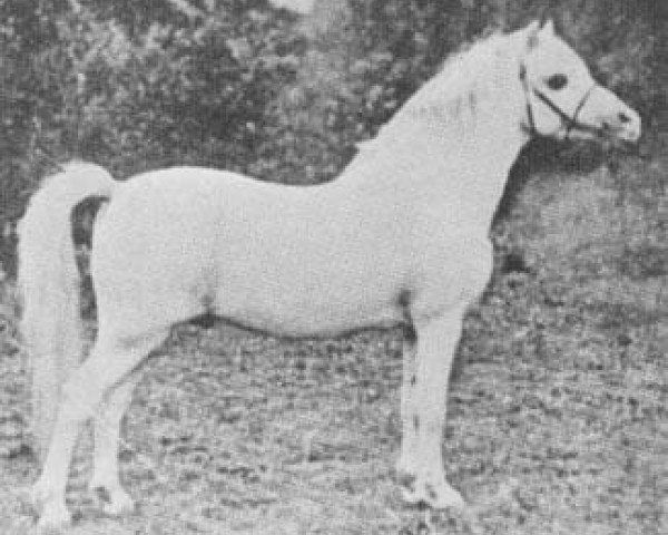 horse Dyoll Starlight (Welsh mountain pony (SEK.A), 1894, from Dyoll Glas-allt)