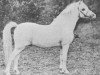 horse Dyoll Starlight (Welsh mountain pony (SEK.A), 1894, from Dyoll Glas-allt)