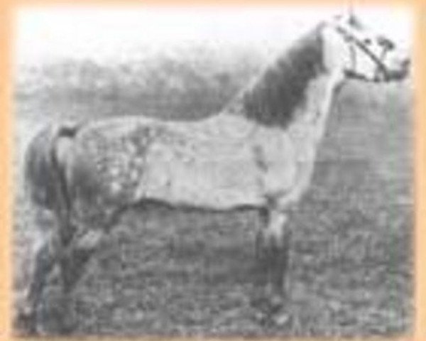 stallion Grove Ballistite (Welsh mountain pony (SEK.A), 1908, from Dyoll Starlight)