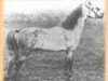 stallion Grove Ballistite (Welsh mountain pony (SEK.A), 1908, from Dyoll Starlight)