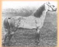 stallion Grove Ballistite (Welsh mountain pony (SEK.A), 1908, from Dyoll Starlight)