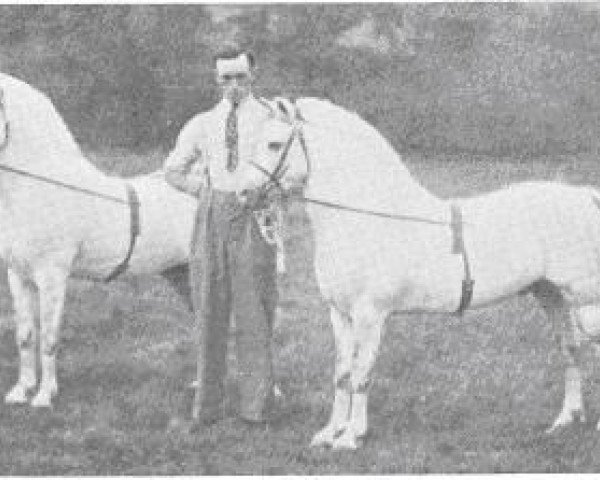 stallion Grove Sprightly (Welsh mountain pony (SEK.A), 1918, from Bleddfa Shooting Star)