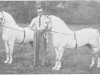 Deckhengst Grove Sprightly (Welsh Mountain Pony (Sek.A), 1918, von Bleddfa Shooting Star)