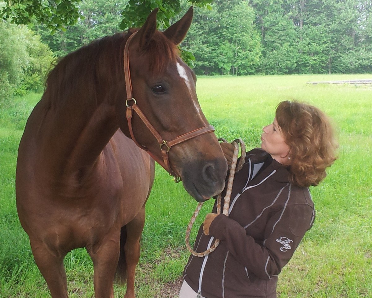 dressage horse Rasputin (Bavarian, 2003, from Rosso di Sera)
