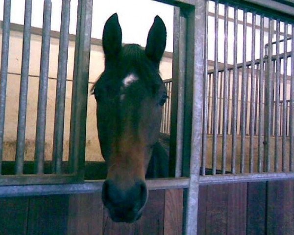 dressage horse Kingdaka 2 (Trakehner, 2005, from Hoftänzer)