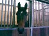 dressage horse Kingdaka 2 (Trakehner, 2005, from Hoftänzer)