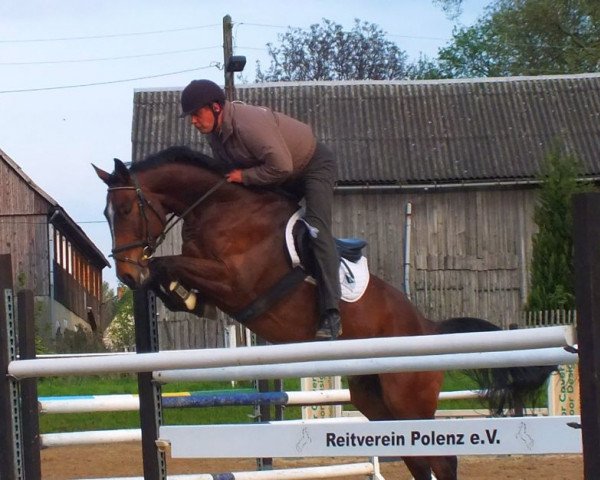 horse Prince Saxany (German Sport Horse, 2008, from Pizarro)