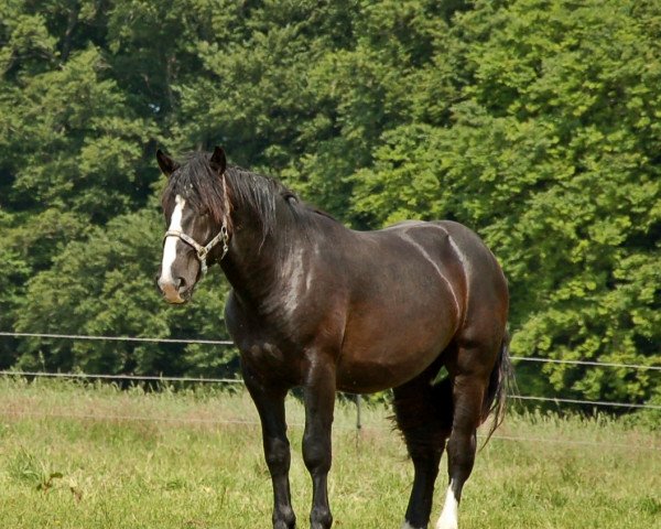 Pferd Zeusi Schaunitz XVI (Noriker, 2012, von Zeller Schaunitz XVI)