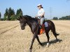 dressage horse Walhalla 79 (Bavarian, 2001, from Acord's Champion)