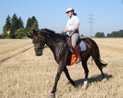 dressage horse Walhalla 79 (Bavarian, 2001, from Acord's Champion)