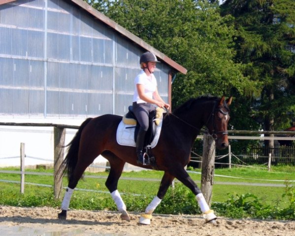 broodmare Polly Pocket E (Westphalian, 2011, from Praktiker)