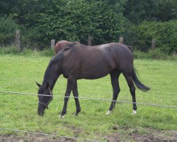 dressage horse Diva 477 (Westphalian, 2003, from Don Bedo I)