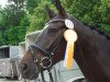 dressage horse Contano S (Hanoverian, 2009, from Contendros Bube)