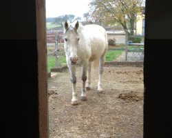 broodmare Lordana M (Oldenburg, 1999, from Lordanos)