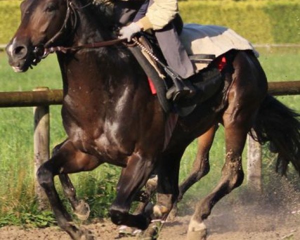 stallion Novellist xx (Thoroughbred, 2009, from Monsun xx)