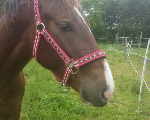 dressage horse Linus (Sachs-door. Heavy Warmbl., 2013, from Landvogt)