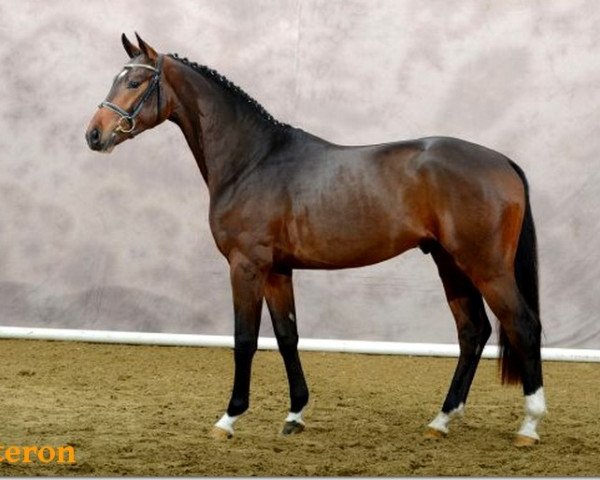 stallion Quateron (Oldenburg, 2010, from Quaterback)