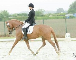 broodmare La Vie 43 (Rhinelander, 2007, from Lord Loxley I)