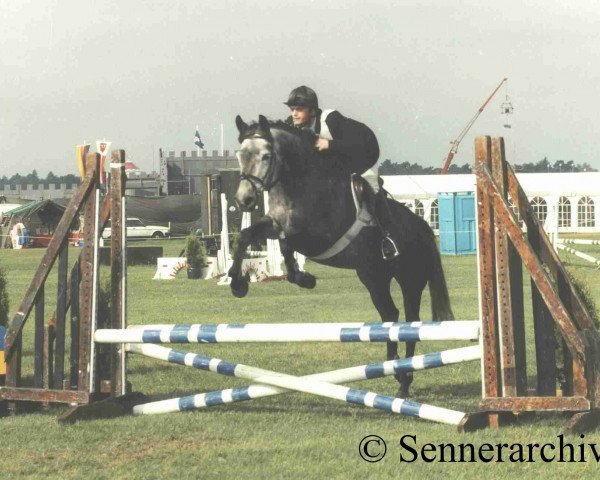 broodmare Kessy S (Senner horse, 1991, from Kallistos x)