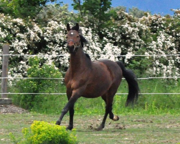 horse Finnley (Trakehner, 1999, from Finley M)