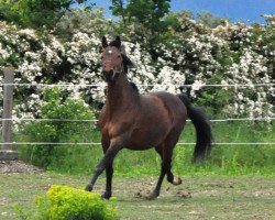 Pferd Finnley (Trakehner, 1999, von Finley M)