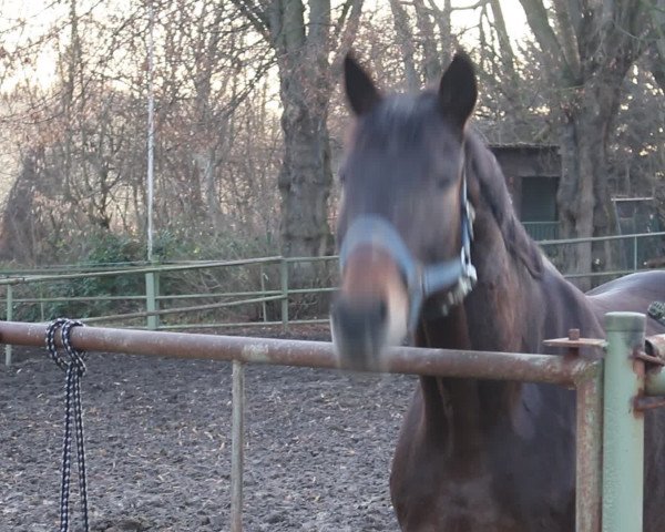 Video of Elvis