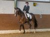 dressage horse Dompeyer (Westphalian, 1995, from Dunhill H)