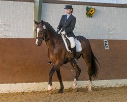 dressage horse Dompeyer (Westphalian, 1995, from Dunhill H)