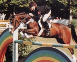 stallion Top Navajo (German Riding Pony, 1986, from Negro)