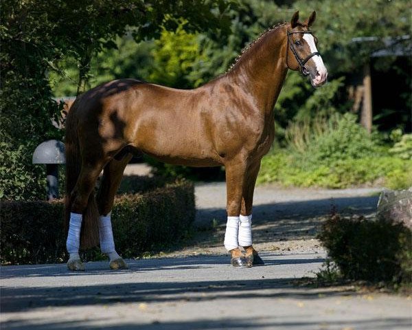 stallion Dinaro (Westphalian, 1992, from Dinard L)