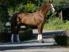 stallion Dinaro (Westphalian, 1992, from Dinard L)