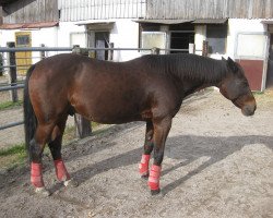 horse Mr. Liwag (SE) (Swedish Trotting, 1990, from Spotlite Lobell 408-CA (US))