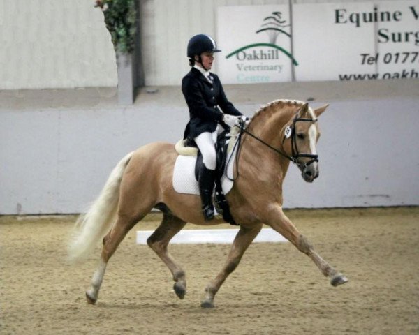 stallion Top Yellow (German Riding Pony, 1993, from Till The Champ)